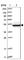 Eukaryotic Translation Initiation Factor 2B Subunit Gamma antibody, HPA024213, Atlas Antibodies, Western Blot image 