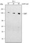 Inositol Polyphosphate-5-Phosphatase D antibody, MAB2317, R&D Systems, Western Blot image 