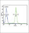Nuclear Receptor Coactivator 7 antibody, 63-996, ProSci, Immunofluorescence image 
