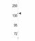 Mitogen-Activated Protein Kinase Kinase Kinase Kinase 4 antibody, F50948-0.4ML, NSJ Bioreagents, Western Blot image 