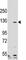 Poly(ADP-Ribose) Polymerase 1 antibody, F49614-0.4ML, NSJ Bioreagents, Western Blot image 
