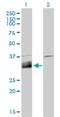Deoxyribonuclease 1 Like 1 antibody, H00001774-M02, Novus Biologicals, Western Blot image 