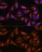 Dishevelled Associated Activator Of Morphogenesis 2 antibody, GTX33141, GeneTex, Immunocytochemistry image 