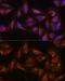 Dishevelled Associated Activator Of Morphogenesis 2 antibody, GTX33141, GeneTex, Immunocytochemistry image 