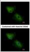 C-X-C Motif Chemokine Ligand 16 antibody, NBP2-16042, Novus Biologicals, Immunofluorescence image 