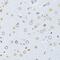 Lamin B1 antibody, GTX54288, GeneTex, Immunohistochemistry paraffin image 