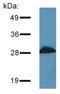 Proline Rich 7, Synaptic antibody, AM12007PU-N, Origene, Western Blot image 