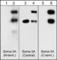 Semaphorin 3A antibody, SP1221, ECM Biosciences, Western Blot image 