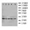 Stratifin antibody, orb76310, Biorbyt, Western Blot image 