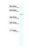 ECSIT Signalling Integrator antibody, MBS832539, MyBioSource, Western Blot image 