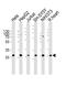 VAMP Associated Protein B And C antibody, A01372-2, Boster Biological Technology, Western Blot image 