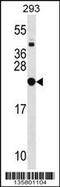 Ribosomal Protein L9 antibody, 58-461, ProSci, Western Blot image 