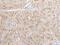 Homeobox D3 antibody, PA5-67561, Invitrogen Antibodies, Immunohistochemistry frozen image 