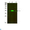 Tropomyosin 1 antibody, LS-C814189, Lifespan Biosciences, Western Blot image 