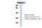 Insulin Induced Gene 1 antibody, 25-589, ProSci, Western Blot image 