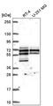 Spermatogenesis Associated Serine Rich 2 Like antibody, PA5-66836, Invitrogen Antibodies, Western Blot image 
