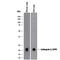 Dipeptidyl transferase antibody, AF1034, R&D Systems, Western Blot image 