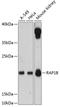 RAP1B, Member Of RAS Oncogene Family antibody, 14-702, ProSci, Western Blot image 