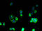 Apelin Receptor antibody, A58098-100, Epigentek, Immunofluorescence image 