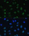 General Transcription Factor IIE Subunit 1 antibody, 15-955, ProSci, Immunofluorescence image 