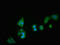 Dipeptidyl Peptidase 4 antibody, LS-C670033, Lifespan Biosciences, Immunofluorescence image 