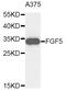 Fibroblast Growth Factor 5 antibody, STJ111662, St John