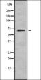 Melatonin-related receptor antibody, orb378293, Biorbyt, Western Blot image 