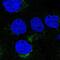 Vesicle transport through interaction with t-SNAREs homolog 1A antibody, NBP2-30952, Novus Biologicals, Immunocytochemistry image 