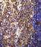 Protein Tyrosine Phosphatase Receptor Type J antibody, LS-C166881, Lifespan Biosciences, Immunohistochemistry paraffin image 