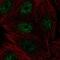 ZMYND4 antibody, PA5-66489, Invitrogen Antibodies, Immunofluorescence image 