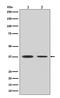 Arginase 1 antibody, M01106-2, Boster Biological Technology, Western Blot image 