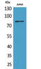 Prolyl Endopeptidase antibody, A00298, Boster Biological Technology, Western Blot image 