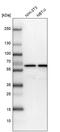 Coiled-Coil Domain Containing 47 antibody, PA5-56227, Invitrogen Antibodies, Western Blot image 