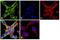 Tubulin alpha-4A chain antibody, PA5-29444, Invitrogen Antibodies, Immunofluorescence image 