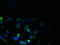 Transmembrane Protein 59 Like antibody, LS-C376882, Lifespan Biosciences, Immunofluorescence image 