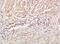 Protein Kinase C Gamma antibody, orb6746, Biorbyt, Immunohistochemistry paraffin image 