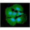 Sorbitol Dehydrogenase antibody, GTX57595, GeneTex, Immunofluorescence image 