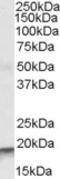 Actin Related Protein 2/3 Complex Subunit 4 antibody, LS-C87234, Lifespan Biosciences, Western Blot image 