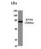 CD276 Molecule antibody, NBP2-12048, Novus Biologicals, Western Blot image 