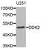 Docking Protein 2 antibody, STJ110770, St John