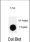 Cyclin Dependent Kinase Inhibitor 1B antibody, abx032019, Abbexa, Dot Blot image 