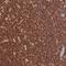 Olfactory Receptor Family 6 Subfamily P Member 1 antibody, HPA047466, Atlas Antibodies, Immunohistochemistry frozen image 