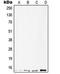 TNF Receptor Superfamily Member 25 antibody, LS-C353093, Lifespan Biosciences, Western Blot image 