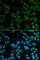 Spindlin-1 antibody, A5853, ABclonal Technology, Immunofluorescence image 