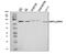G1 To S Phase Transition 1 antibody, A07761-2, Boster Biological Technology, Western Blot image 