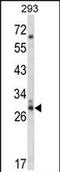 CDC42 Effector Protein 3 antibody, PA5-72573, Invitrogen Antibodies, Western Blot image 
