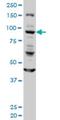 Golgin A1 antibody, H00002800-M01, Novus Biologicals, Western Blot image 