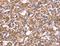 Glypican 6 antibody, LS-B15425, Lifespan Biosciences, Immunohistochemistry frozen image 