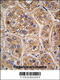 Aldo-Keto Reductase Family 1 Member A1 antibody, MBS9200684, MyBioSource, Immunohistochemistry paraffin image 