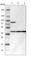 Isocitrate dehydrogenase [NAD] subunit gamma, mitochondrial antibody, HPA002017, Atlas Antibodies, Western Blot image 